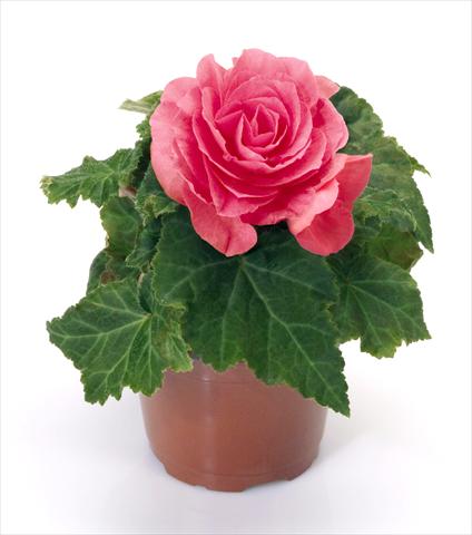 Foto fiore da  Vaso, aiuola, balcone Begonia tuberhybrida New Star® Rose