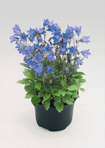 Foto fiore da  Vaso Campanula cochleariifolia Alpine Breeze Blue