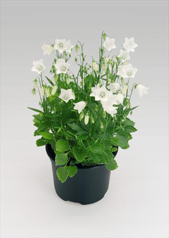 Foto fiore da  Vaso Campanula cochleariifolia Alpine Breeze White