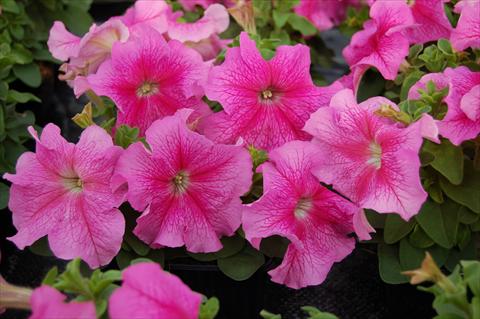 photo of flower to be used as: Pot and bedding Petunia x hybrida Limbo Rose Vein