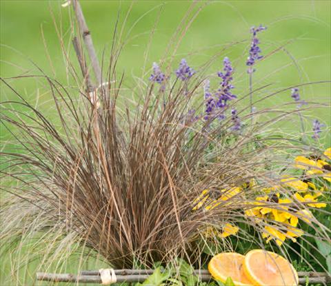 photo of flower to be used as: Pot Carex comans Zora