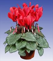 Super Serie® Michelangelo® F1 Dark Salmon Pink