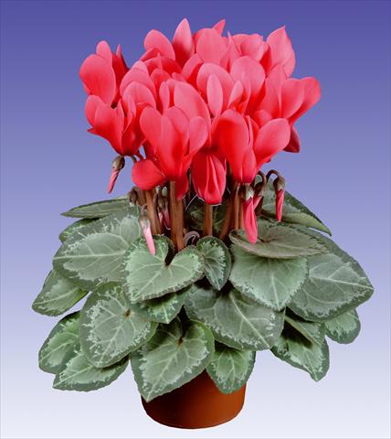 Foto fiore da  Vaso e aiola Cyclamen persicum Super Serie® Michelangelo® F1 Light Salmon Pink