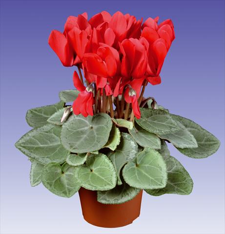 Foto fiore da  Vaso e aiola Cyclamen persicum Super Serie® Michelangelo® F1 Red