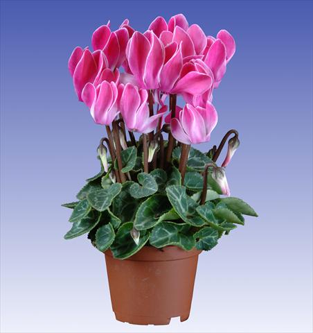 Foto fiore da  Vaso e aiola Cyclamen persicum Super Serie® Micro® F1 Wine Red Flamed