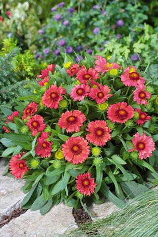 Foto fiore da  Vaso e aiola Gaillardia Arizona Red Shades