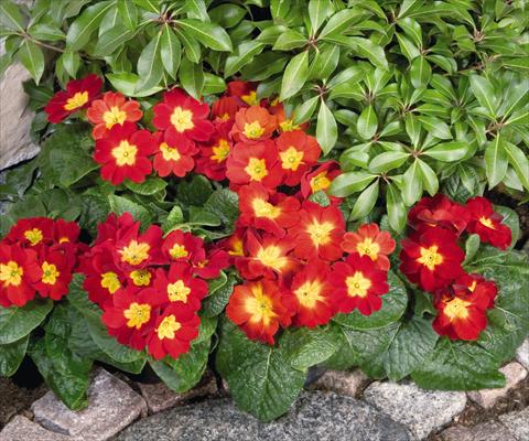 Foto fiore da  Vaso e aiola Primula elatior Piano Fire