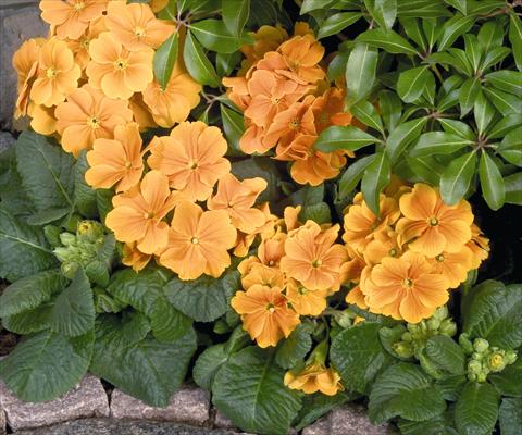 Foto fiore da  Vaso e aiola Primula elatior Piano Orange