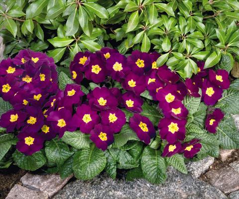 Foto fiore da  Vaso e aiola Primula elatior Piano Violet