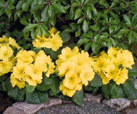 Foto fiore da  Vaso e aiola Primula elatior Piano Yellow