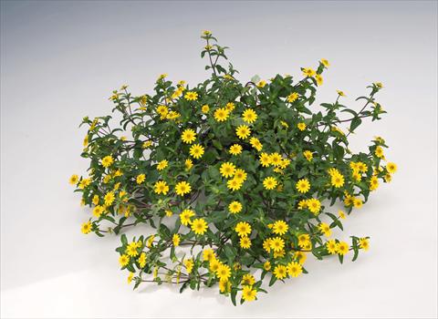 Foto fiore da  Vaso, aiuola, balcone, basket Sanvitalia speciosa Million Suns