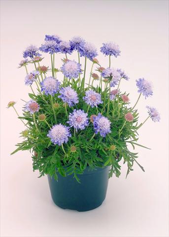 Foto fiore da  Vaso e aiola Scabiosa japonica Ritz Blue Improved