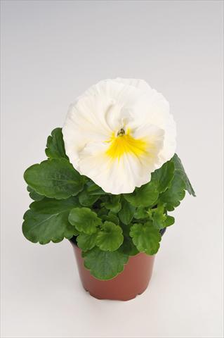 Foto fiore da  Vaso e aiola Viola wittrockiana Thriller® Primrose