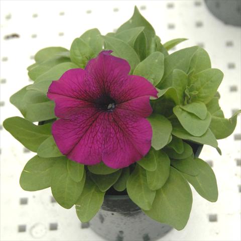 Foto fiore da  Vaso, aiuola, balcone, basket Petunia Compatta Burgundy