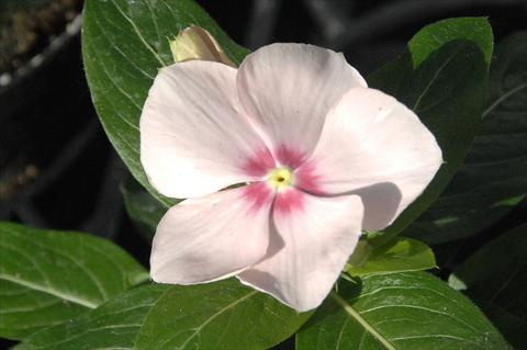 Foto fiore da  Vaso e aiola Catharanthus roseus - Vinca Egeo Light Salmon