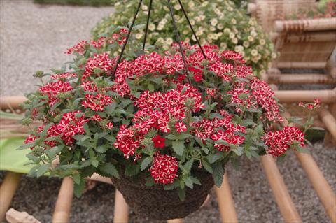 photo of flower to be used as: Pot, patio, basket Verbena Estrella Voodoo Star