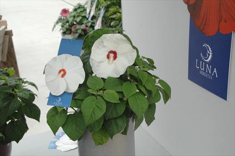 photo of flower to be used as: Pot and bedding Hibiscus moscheutos Luna Mix