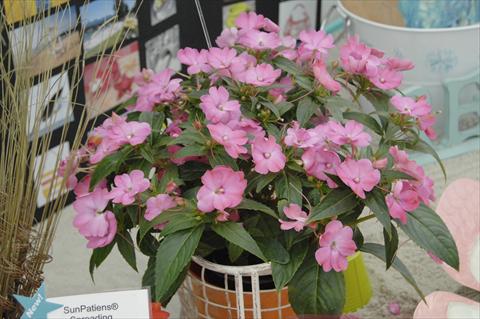 Foto fiore da  Vaso e aiola Impatiens N. Guinea Sunpatiens® Vigorous Pink