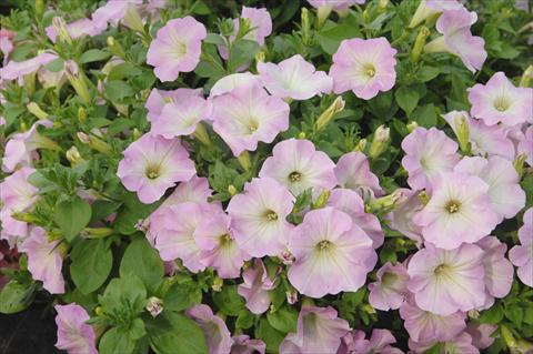 Foto fiore da  Vaso, balcone, basket Petunia Veranda® Pink Blush