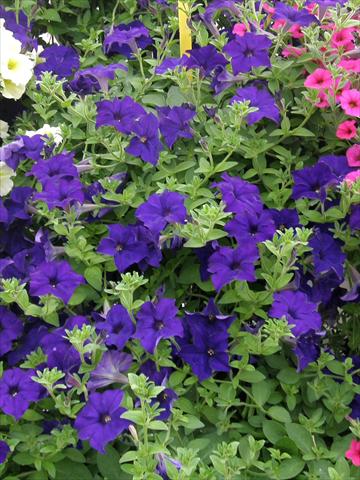 Foto fiore da  Vaso, balcone, basket Petunia Veranda® Blu