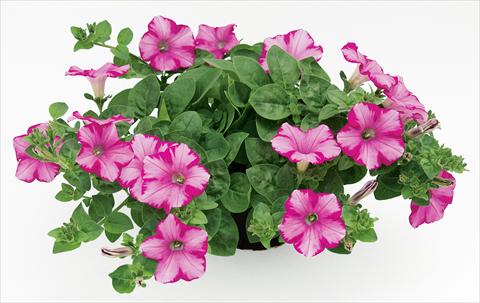 Foto fiore da  Vaso, balcone, basket Petunia Raspberry Blast