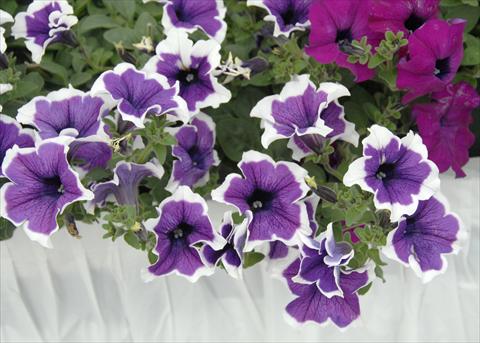 Foto fiore da  Vaso, balcone, basket Petunia pendula Cascadias® Violet Skirt