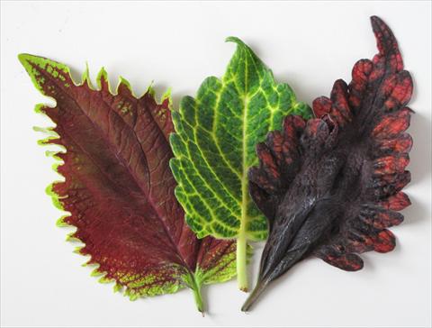 photo of flower to be used as: Pot and bedding Coleus Blended foglia seghettata