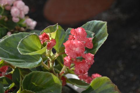 Foto fiore da  Vaso e aiola Begonia semperflorens Paso Doble Cherry Red