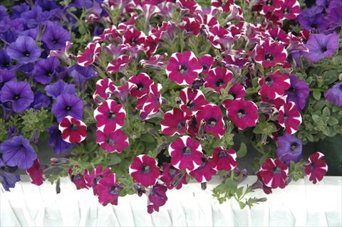 Foto fiore da  Vaso, balcone, basket Petunia pendula Cascadias® Cabernet