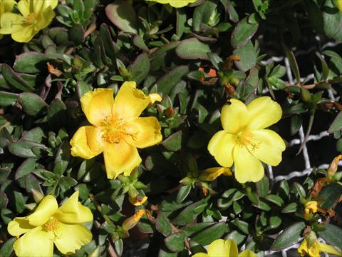 Foto fiore da  Vaso e aiola Portulaca Amica Yellow