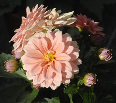 Foto fiore da  Vaso e aiola Dahlia Dahlietta Lily pesca