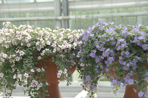 Foto fiore da  Vaso, balcone, basket Bacopa (Sutera cordata) Scopia® Gulliver Blu e Gulliver Pink mix