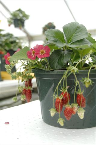 Foto fiore da  Vaso e aiola Fragaria Fragola da basket Lola