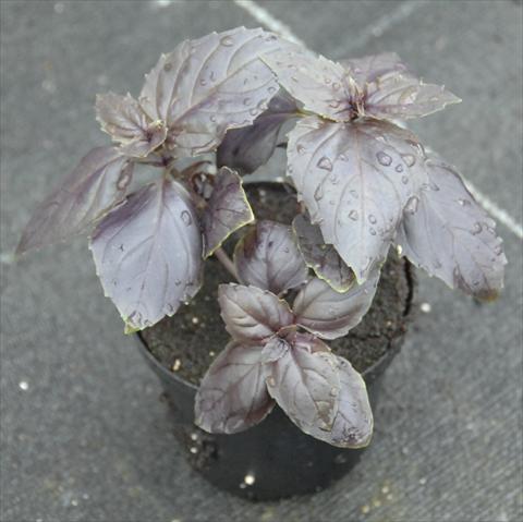 Foto fiore da  Vaso e aiola Ocimum basilicum Rosso