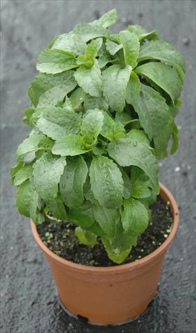 Foto fiore da  Vaso e aiola Stevia rebaudiana Stevia rebaudiana