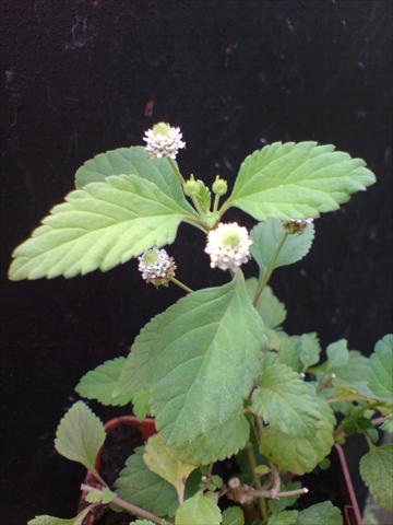 Foto fiore da  Vaso e aiola Lippia dulcis Lippia Dulcis