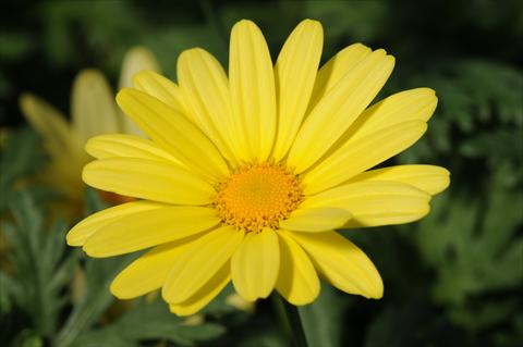 Foto fiore da  Vaso e aiola Argyranthemum PLA Yellow Empire