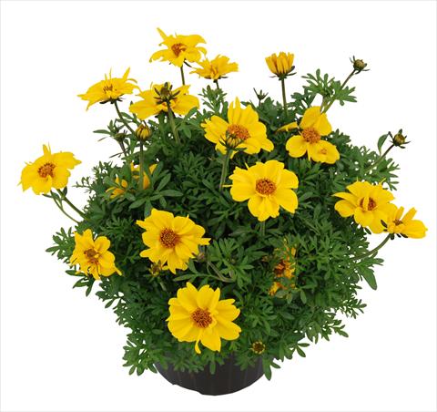 Foto fiore da  Vaso Bidens ferulifolia Top Bobby