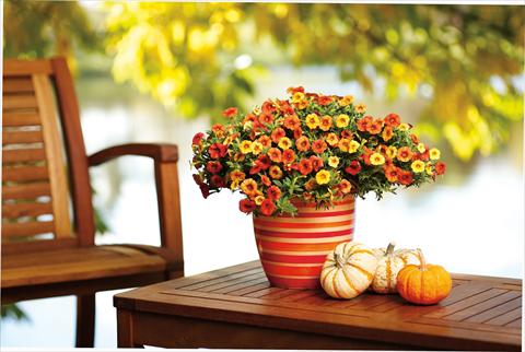 Foto fiore da  Vaso, aiuola, balcone, basket Calibrachoa Superbells XXX 2