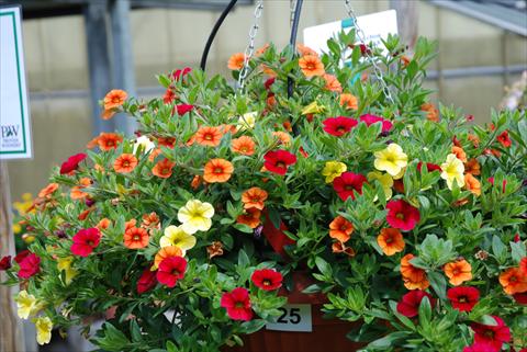 Foto fiore da  Vaso, aiuola, balcone, basket Calibrachoa Superbells XXX