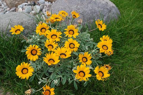 Foto fiore da  Vaso, aiuola, balcone Gazania Eagle Eye