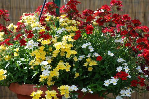 photo of flower to be used as: Pot, bedding, patio Nemesia Sunsatia XXX