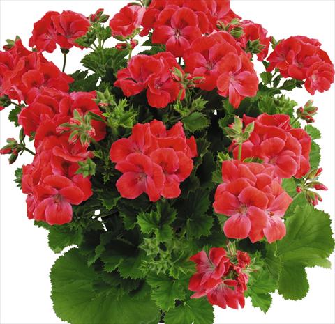 Foto fiore da  Vaso Pelargonium grandiflorum Top Spritz Monroe