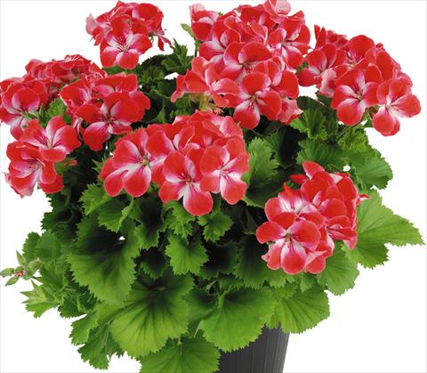 photo of flower to be used as: Pot Pelargonium grandiflorum Top Spritz Swiss