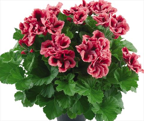 Foto fiore da  Vaso Pelargonium grandiflorum Top Vicky