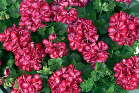 photo of flower to be used as: Pot Pelargonium peltatum Gen® Lollipop Cherry