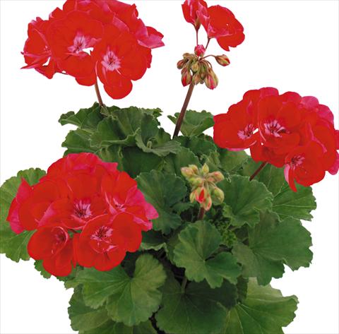 Foto fiore da  Vaso Pelargonium zonale Top Aida