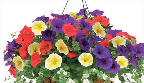 photo of flower to be used as: Pot, patio, basket Petunia PW Veranda XXX