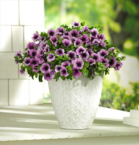 Foto fiore da  Vaso, balcone, basket Petunia PW Bordeaux