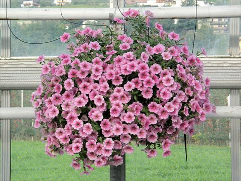 Foto fiore da  Vaso, balcone, basket Petunia Veranda® Rose Vein